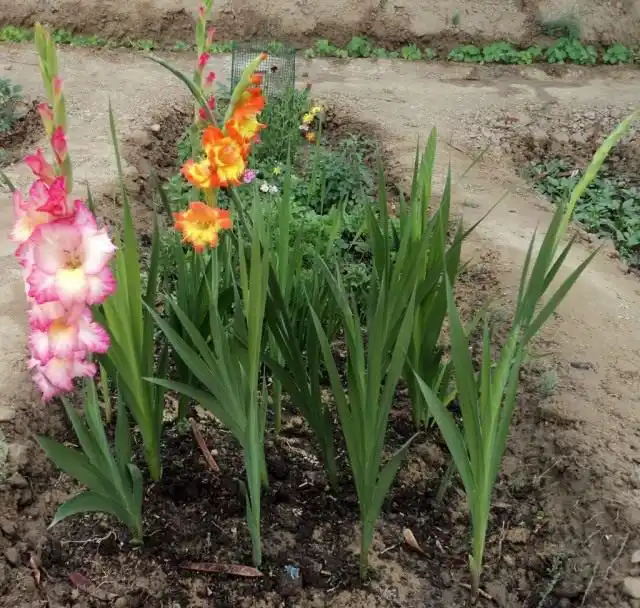 Гладиолусы