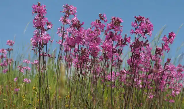 На верхушках стеблей смолевки распускаются метельчатые соцветия, цветки обычно имеют малиновую окраску.