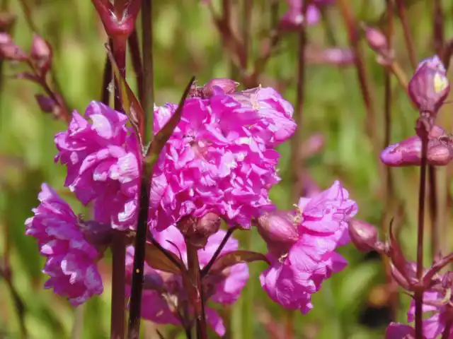 Смолевка «Плена» (‘Plena’)