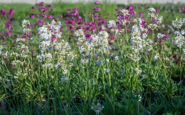 Смолевка «Сноу» (‘Snow’).