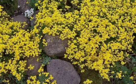 Алиссум скальный (Alyssum saxatile)