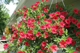 Армерия приморская (Armeria maritima)