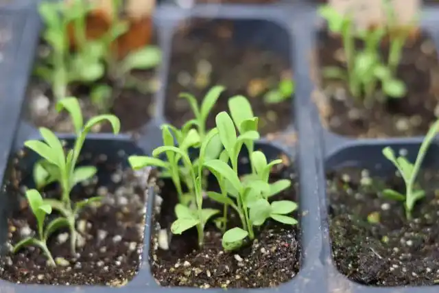 Пересаживать гвоздику в сад можно, как только минует угроза заморозков, и рассада станет достаточно большой, чтобы с ней удобно было работать. Если почва хорошо подготовлена, то дополнительное удобрение не понадобится.
