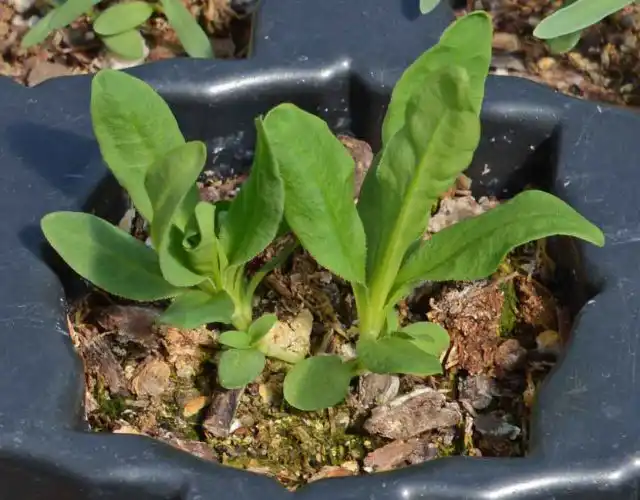 Не всегда удастся заставить цвести турецкую гвоздику в первый год. Иногда она все равно отказывается закладывать бутоны даже при раннем посеве. Чтобы получить гарантированный результат, выбирайте раннецветущие сорта, например, «Спринт».