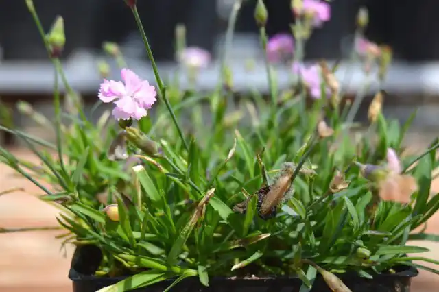 Если растение заболело: обрезайте пораженные цветы и коробочки, не поливайте растения по листьям, при необходимости опрыскивайте фунгицидом.