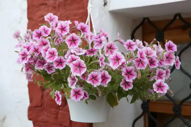 Каскадные петунии обладают толстыми и жесткими стеблями до 1 м в длину, которые устоят под напором стихии.