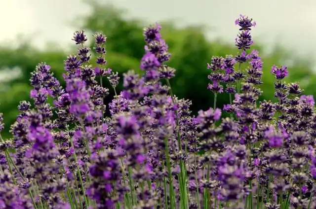 Лаванда