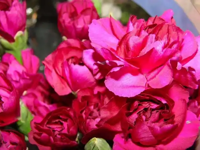 Гвоздика (Dianthus)