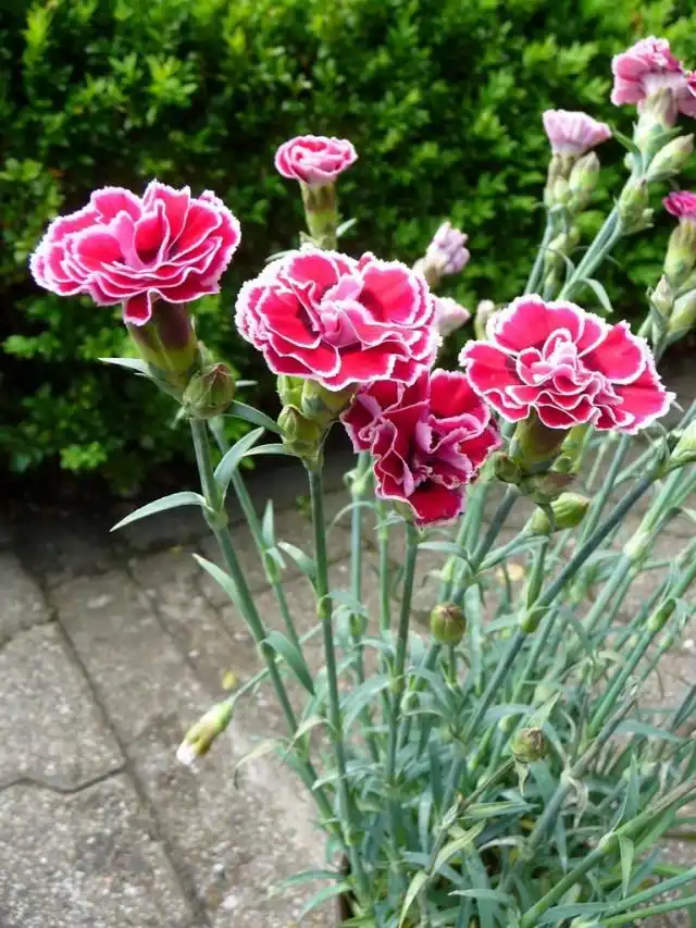 Гвоздика (Dianthus)