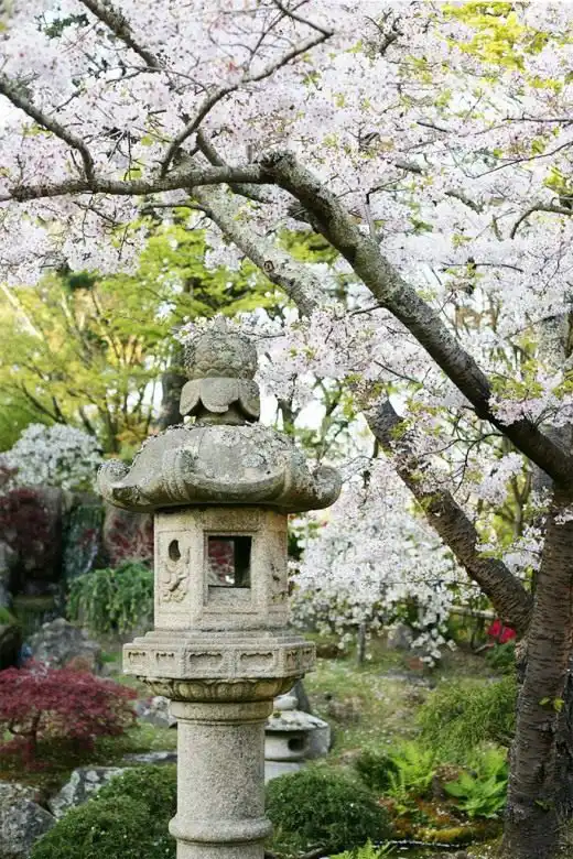 Цветник из вереска