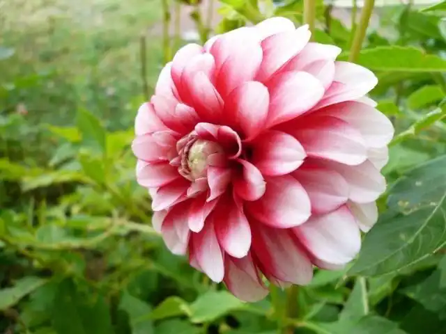 Георгин (Dahlia)