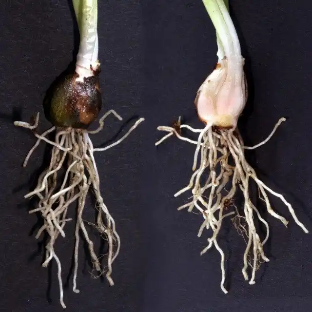 Подснежник (Snowdrops)