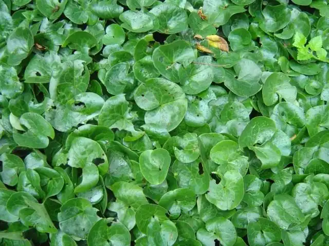 Копытень европейский