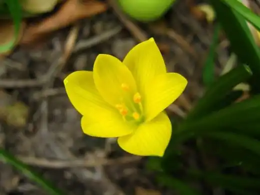 Штернбергия (Sternbergia)