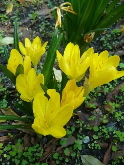 Штернбергия (Sternbergia)