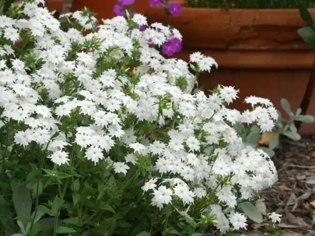 Флокс Друммонда, сорт 'Twinkle Star'