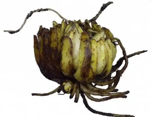 Луковица лилии