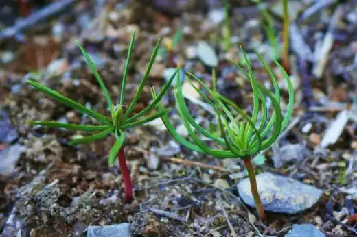 Всходы Сосны сибирской