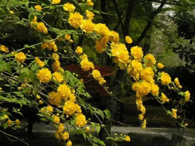 Керрия японская