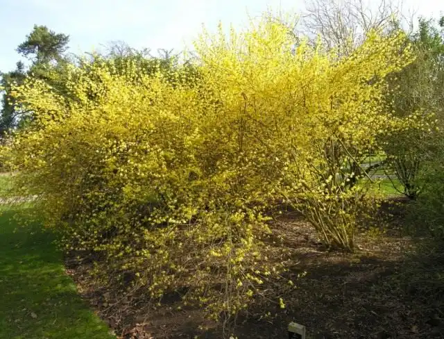 Форзиция (Форсайтия) Жиральда