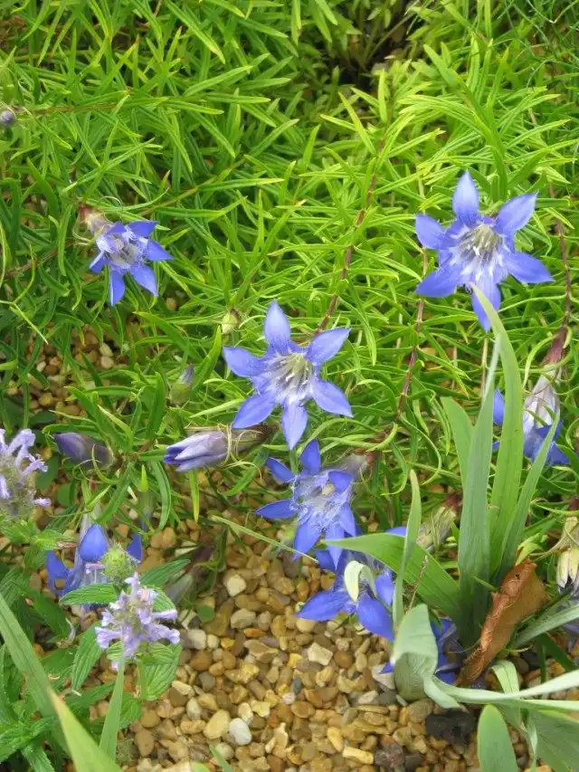 Форзиция (Формайтия) пониклая, или плачущая