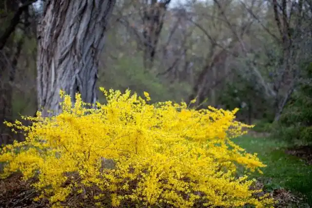 Форзиция, или Форсайтия