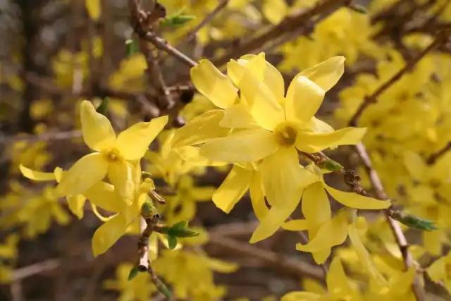 Шість видів форзиції. Форсайтія.