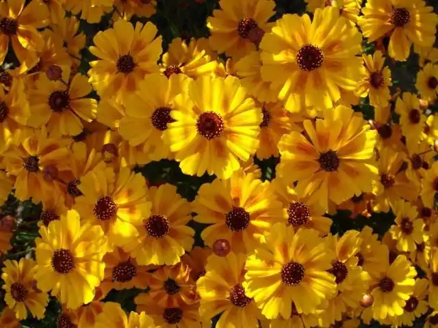 Кореопсис красильный