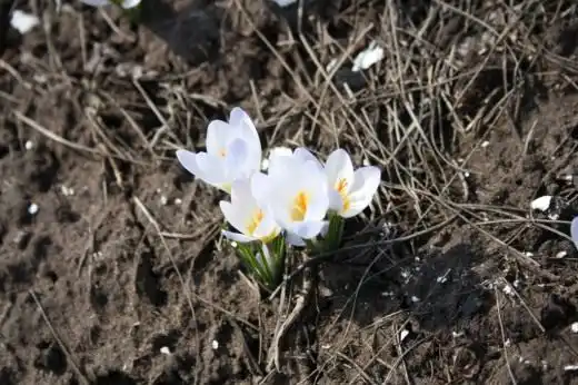 Крокуси