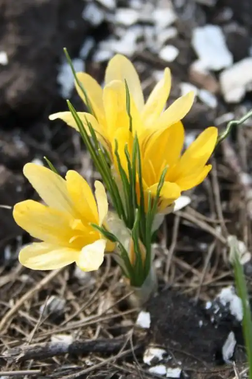 Крокусы (Crocus)
