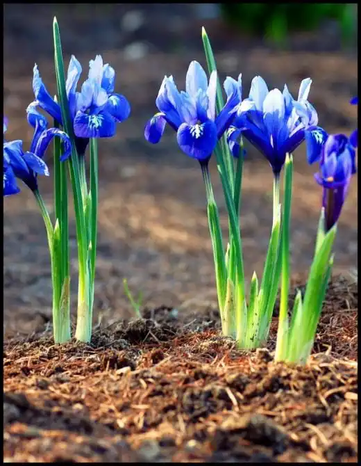 Иридодиктиум (Iridodictyum)