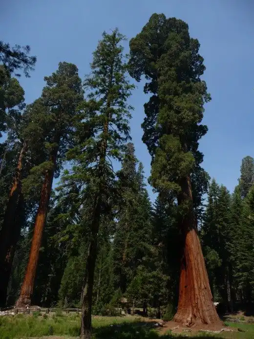 Секвойядендроны гигантские в Национальном Парке "Секвойя"