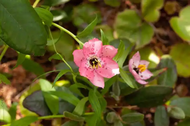 Например, наиболее распространённый номохарис открытый (Nomocharis aperta), который сейчас правильно называется лилия открытая (Lilium apertum).