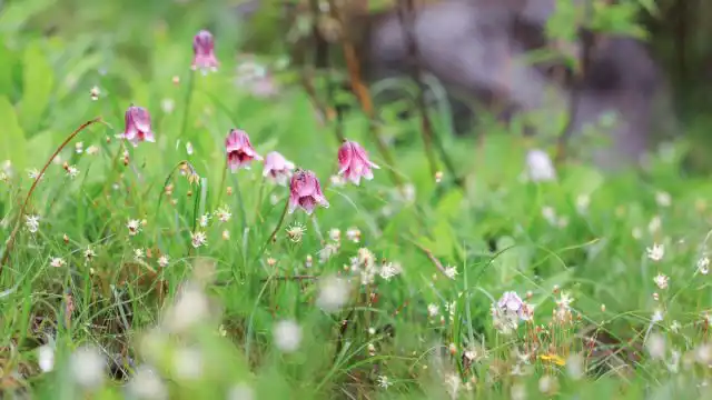 У редкой, открытой уже после переименования номохарисов, лилии японской (Lilium yapingense) цветки имеют форму колокольчиков.