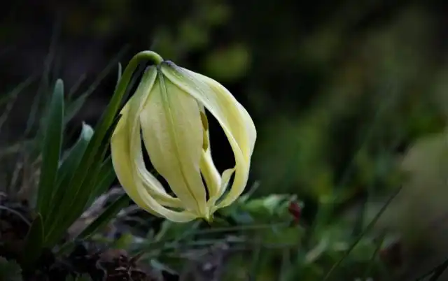 И совсем уж необычна лилия лофофорум (Lilium lophophorum). Лепестки соединены кончиками, и сам цветок похож на фонарик.