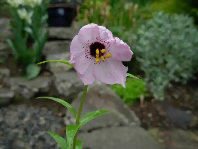 То есть, в условиях средней полосы України на сухом приподнятом месте под слоем снега в 15-20 см лилии зимуют нормально.