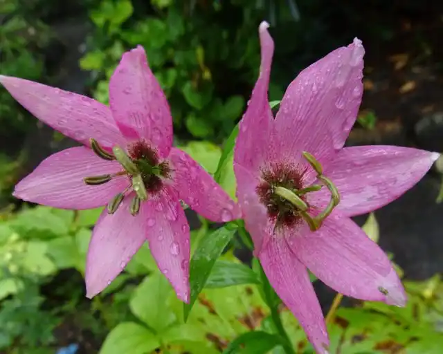 Номохарис сальвинский, точнее, лилия сальвинская (Lilium saluenense) - хорошо освоенный в культуре вид.