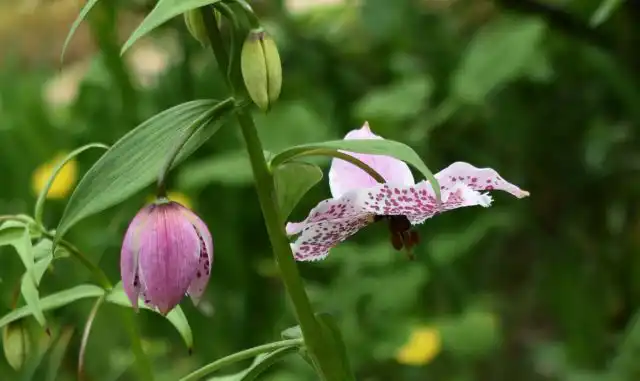 Место для луковиц потребуется выбрать заранее таким образом, чтобы в дальнейшем лилии не тревожить - очень не любят они всяческих пересадок и делений.