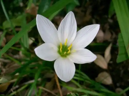 Зефирантес (Zephyranthes)