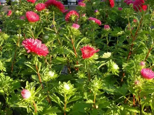 Каллистефус китайский, Астра осенняя (Callistephus chinensis)