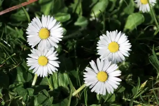 Маргаритка многолетняя (Bellis perennis)