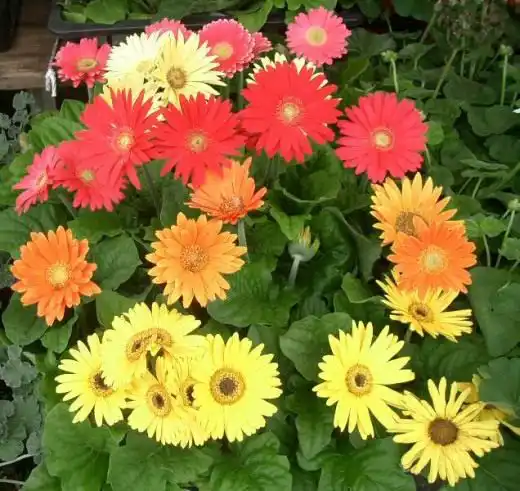 Гербера (Gerbera)