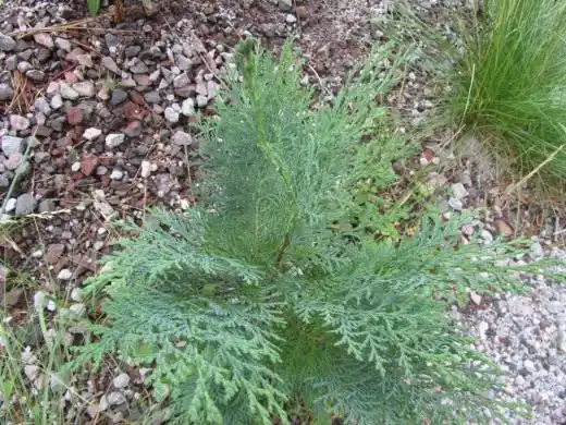 Кипарисовик Лавсона (Lawson's Cypress)