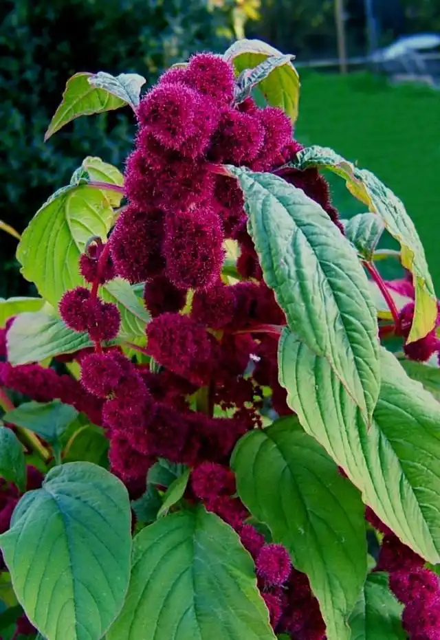 Амарант хвостатый (Amaranthus caudatus)