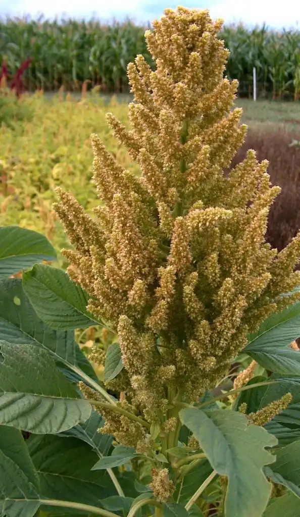 Амарант зелёный (Amaranthus viridis)