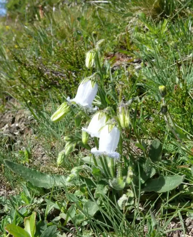 Колокольчик бородатый (Campanula barbata)