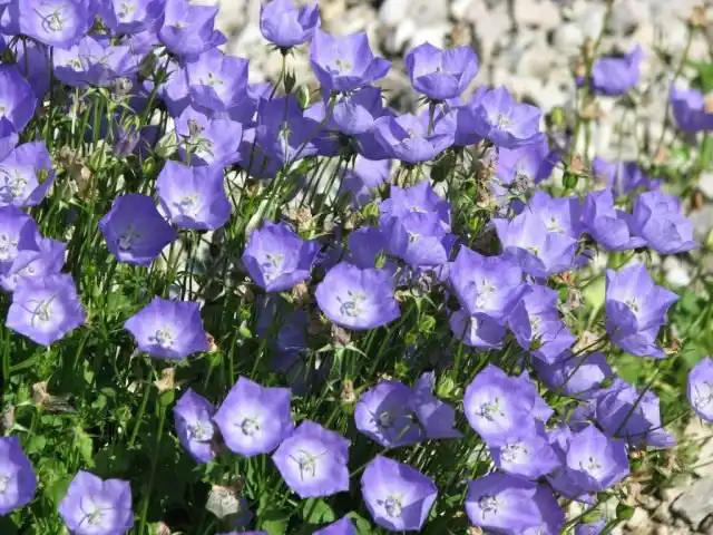 Колокольчик карпатский (Campanula carpatica)