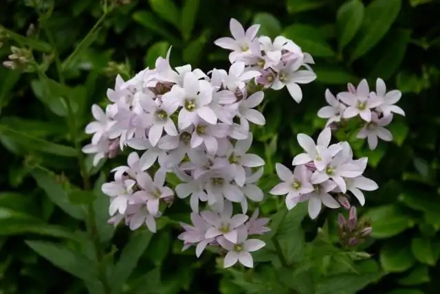 Колокольчик молочноцветковый (Campanula lactiflora)