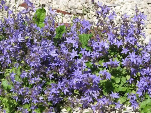 Колокольчик Портеншлага (Campanula portenschlagiana)
