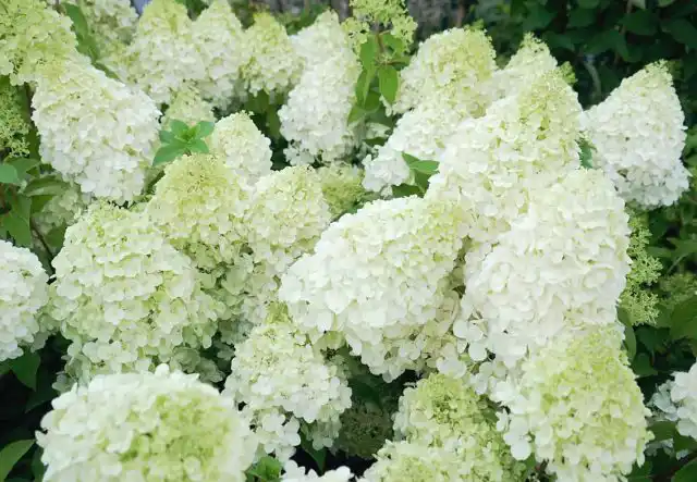 Гортензия метельчатая «Полар Бир», или «Полярный медведь»